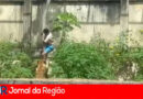 leoa copiar