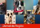 adocao pets