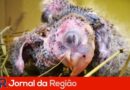 filhotes aves silvestres