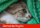 gata arremessada