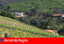 PRODUCAO AGRICOLA RURAL copiar