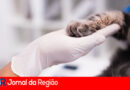 veterinario gato Depositphotos 567740810 XL copiar
