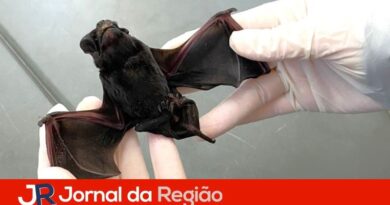 Morcego com raiva é encontrado no bairro Pinheirinho