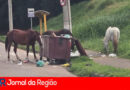 CAVALOS VIRA LATAS