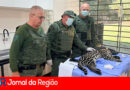 GUARDA ONCA copiar