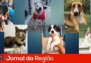 animais feira adocao