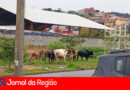 Leitor flagra passeio de vacas em Várzea Paulista