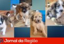 Animais estarão disponíveis para adoção neste sábado (13)