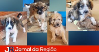 Animais estarão disponíveis para adoção neste sábado (13)