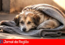 Com o frio, Fundo Social de Jundiaí pede doações para cães de famílias carentes