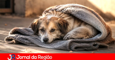 Com o frio, Fundo Social de Jundiaí pede doações para cães de famílias carentes
