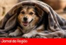 PET FRIO copiar