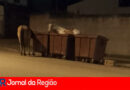 Cavalos flagrados revirando lixeiras no Residencial Jundiaí 2 WhatsApp Image 2026 07 13 at 02.05.52 copiar
