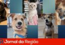 adocao pet