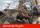 animais silvestres mata ciliar cola