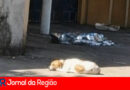 cachorro dono corpo