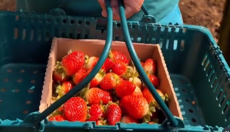 fragole
