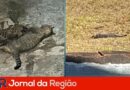 gatos