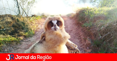 Defesa Civil resgata duas corujas em área de incêndio