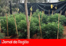 PM apreende 571 pés de maconha. Autor usou documento falso alegando que tinha autorização da Justiça