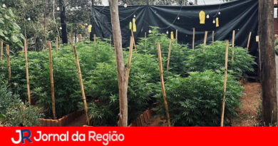 PM apreende 500 pés de maconha. Autor usou documento falso alegando que tinha autorização da Justiça
