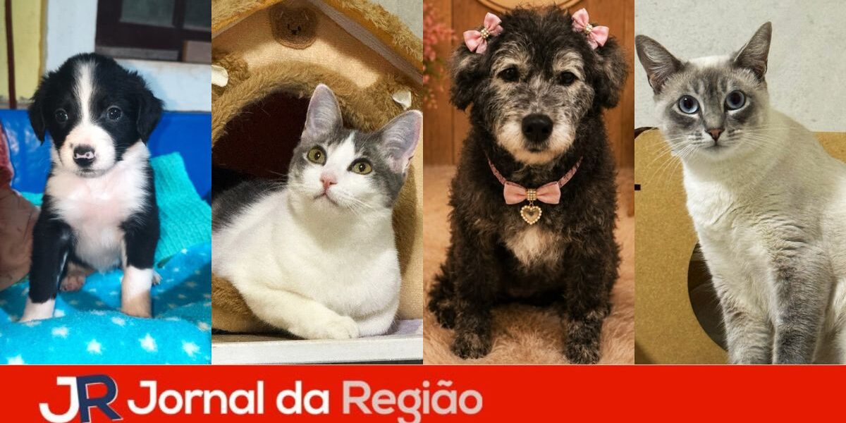 adocao maxi