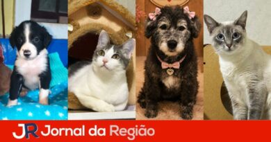 Maxi recebe nova edição da Feira de Adoção de Animais
