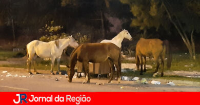 Fazenda Grande tem cavalos nas ruas