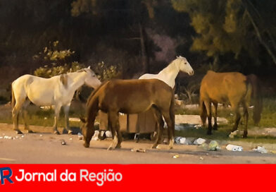 Fazenda Grande tem cavalos nas ruas
