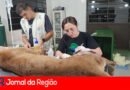 Equipes da concessionária Via Colinas auxiliam no resgate de onça na Dom Gabriel