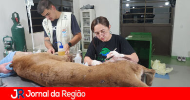 Equipes da concessionária Via Colinas auxiliam no resgate de onça na Dom Gabriel