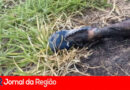 Corpo é encontrado carbonizado em bairro de Itupeva