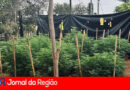 Três são presos pela produção de 571 pés de maconha