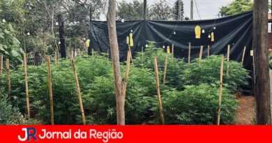Três são presos pela produção de 571 pés de maconha