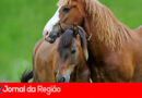 Cavalgada no Novo Horizonte arrecada brinquedos para Festa das Crianças