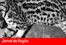 Jaguatirica atropelada chegou a ser socorrida, mas morreu na Mata Ciliar durante cirurgia