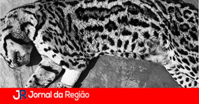 JAGUATIRICA copiar