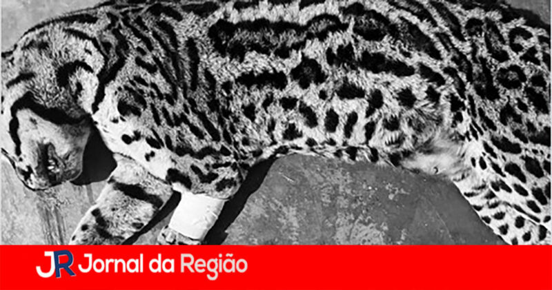JAGUATIRICA copiar