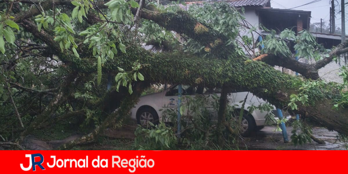 QUEDA DE ARVORE 2 copiar