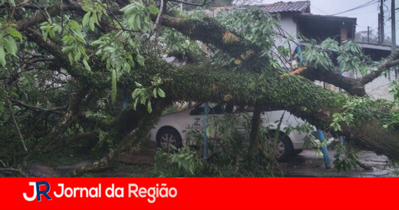 QUEDA DE ARVORE 2 copiar