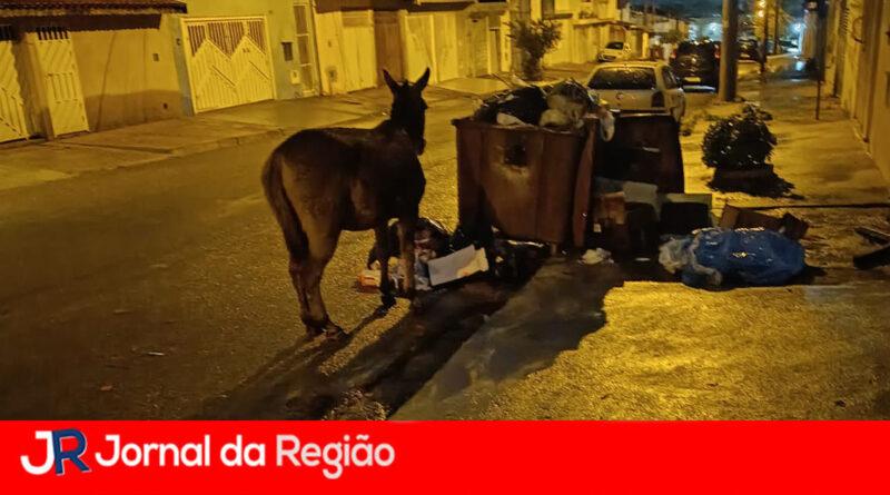 Homem assassinado a pauladas no Residencial Jundiaí é suspeito de furtar residências