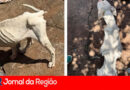 DIG/Deic de Campinas prende duas pessoas por Maus Tratos a Animais