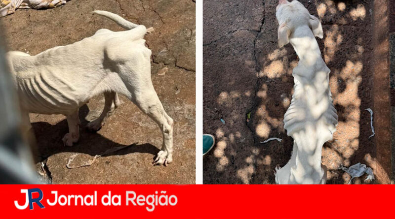 DIG/Deic de Campinas prende duas pessoas por Maus Tratos a Animais