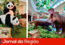 Exposição SmartZoo chega ao JundiaíShopping com réplicas em tamanho real