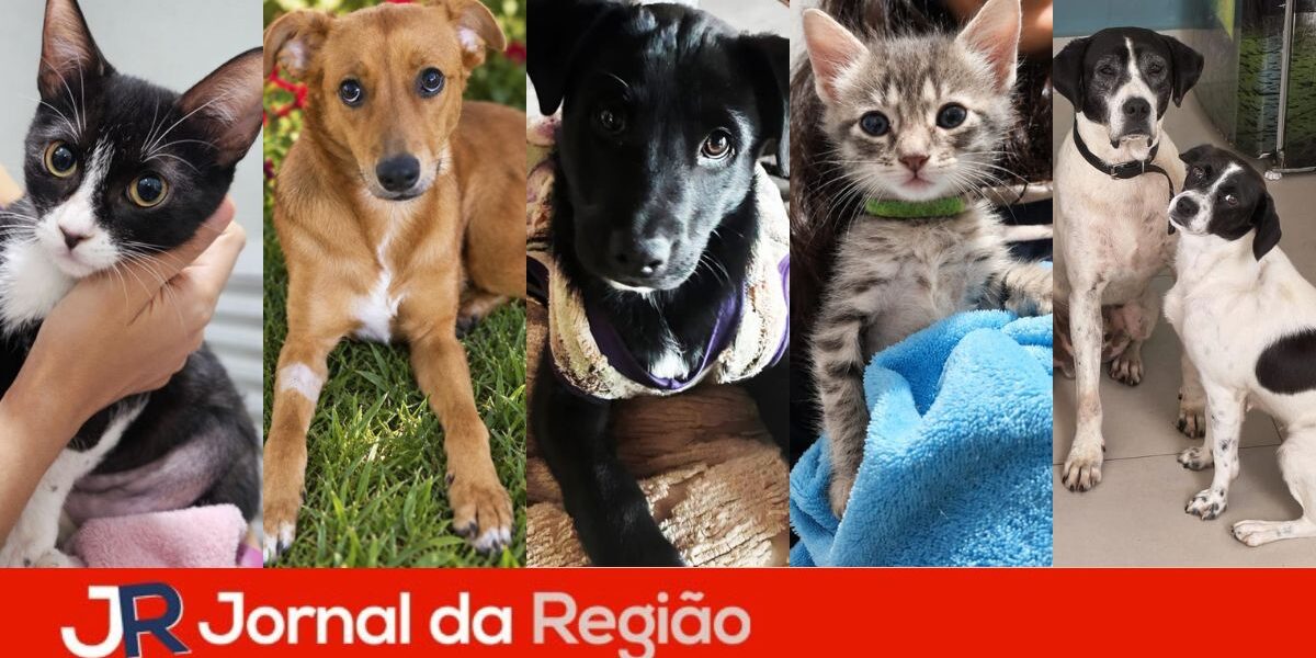 adocao maxi