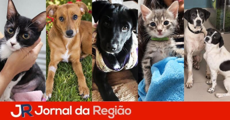 adocao maxi