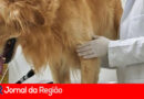 Rapaz é preso por agredir cachorro em Itatiba