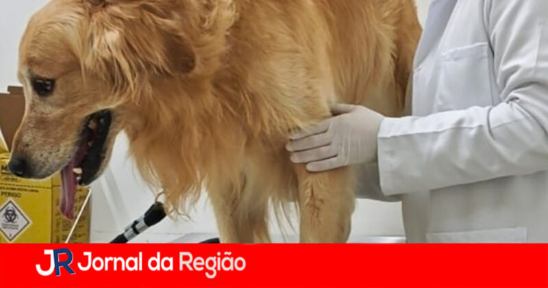 cachorro itatiba copiar