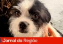 Cebea de Várzea Paulista realiza castração de 400 cães e gatos