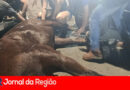 Carro bate em cavalo na Estrada do Varjão, em Jundiaí
